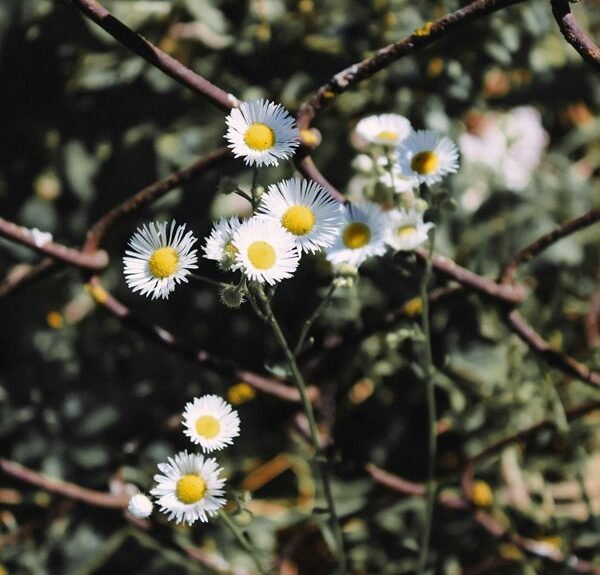 Professional Link Building 927779623 for SEO Growth